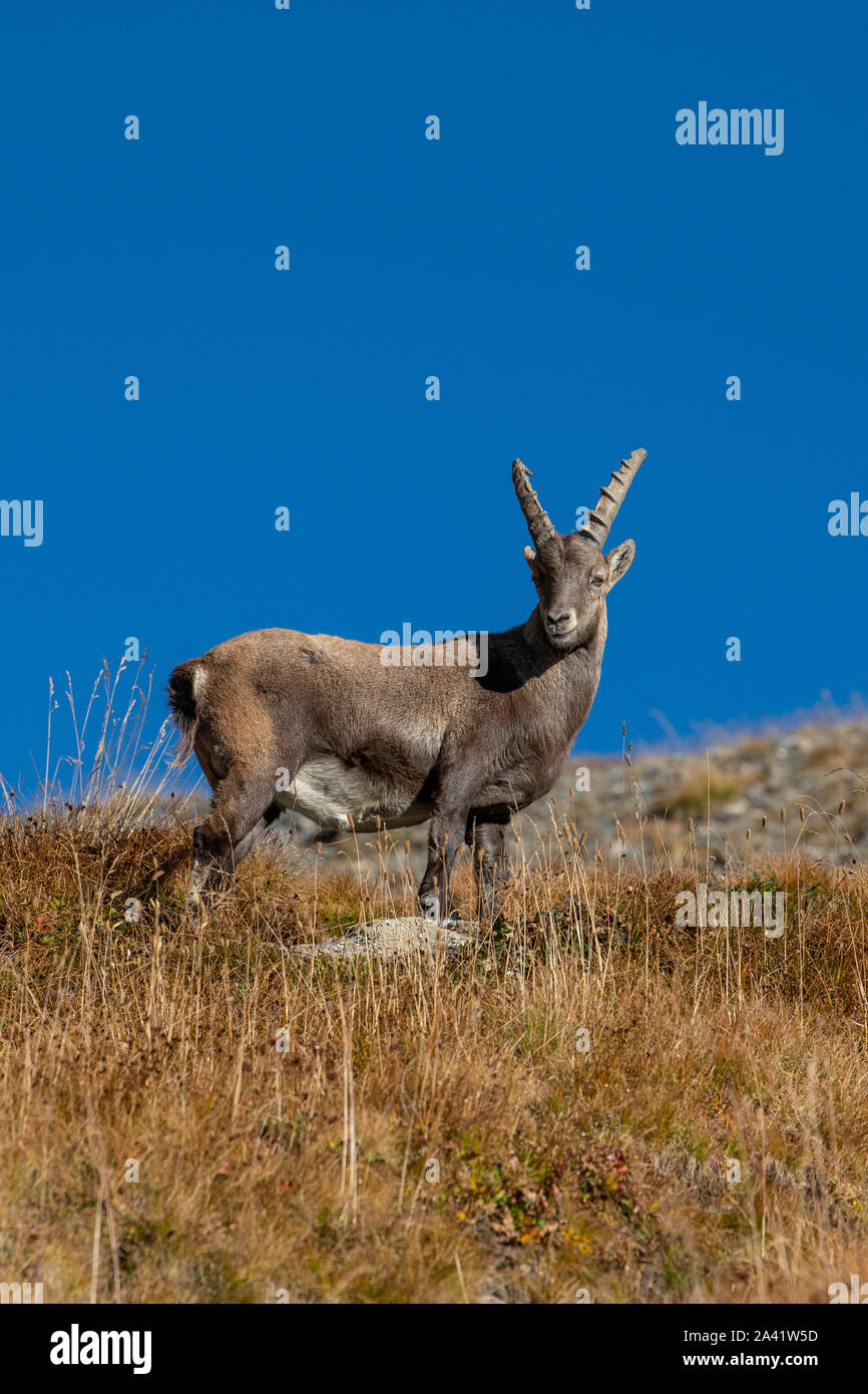 Ein männlicher Bouquetin oder Steinböcke in der Nähe des Col Agnel, einem Pass in den Cottischen Alpen. Stockfoto