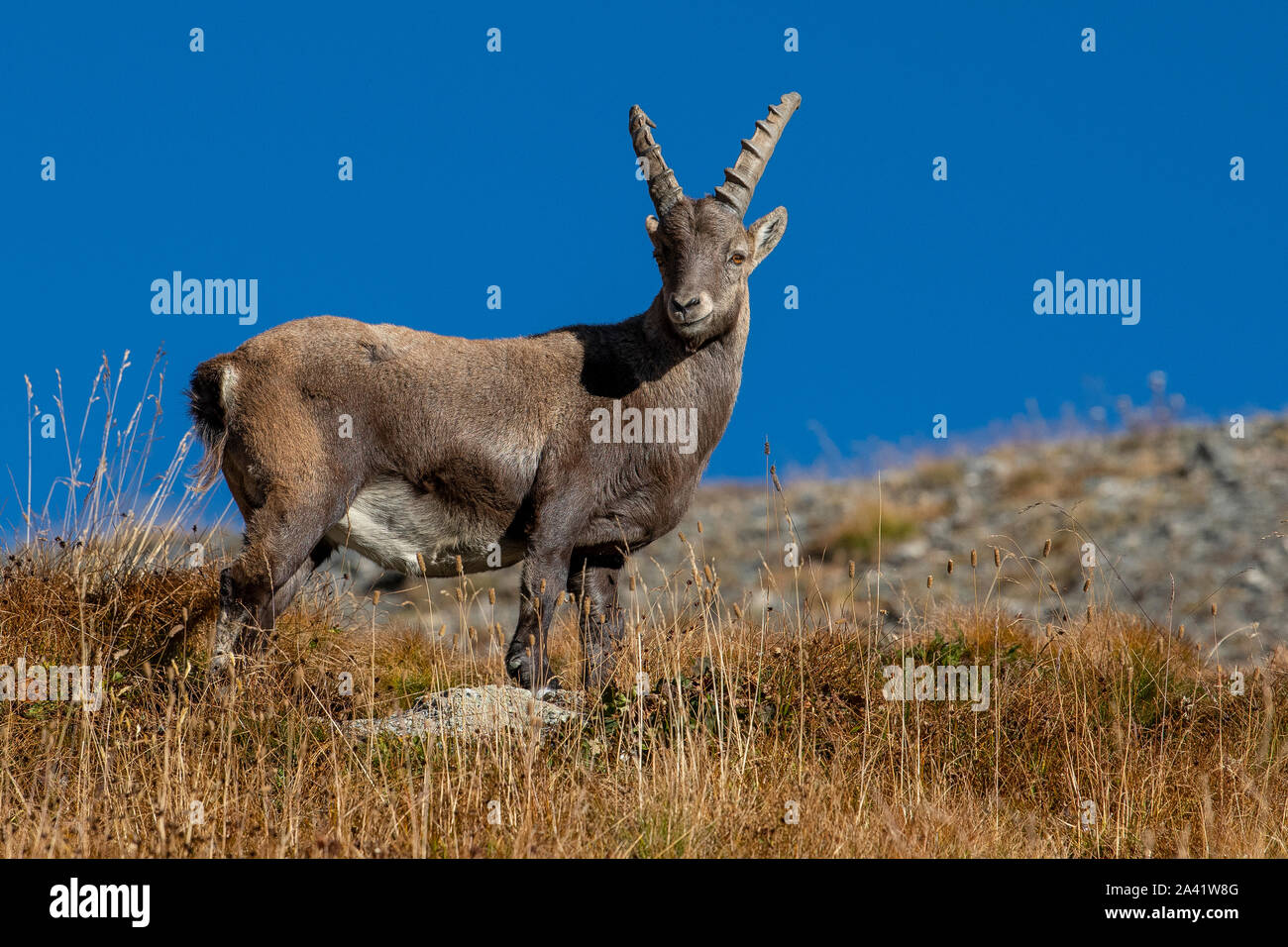 Ein männlicher Bouquetin oder Steinböcke in der Nähe des Col Agnel, einem Pass in den Cottischen Alpen. Stockfoto