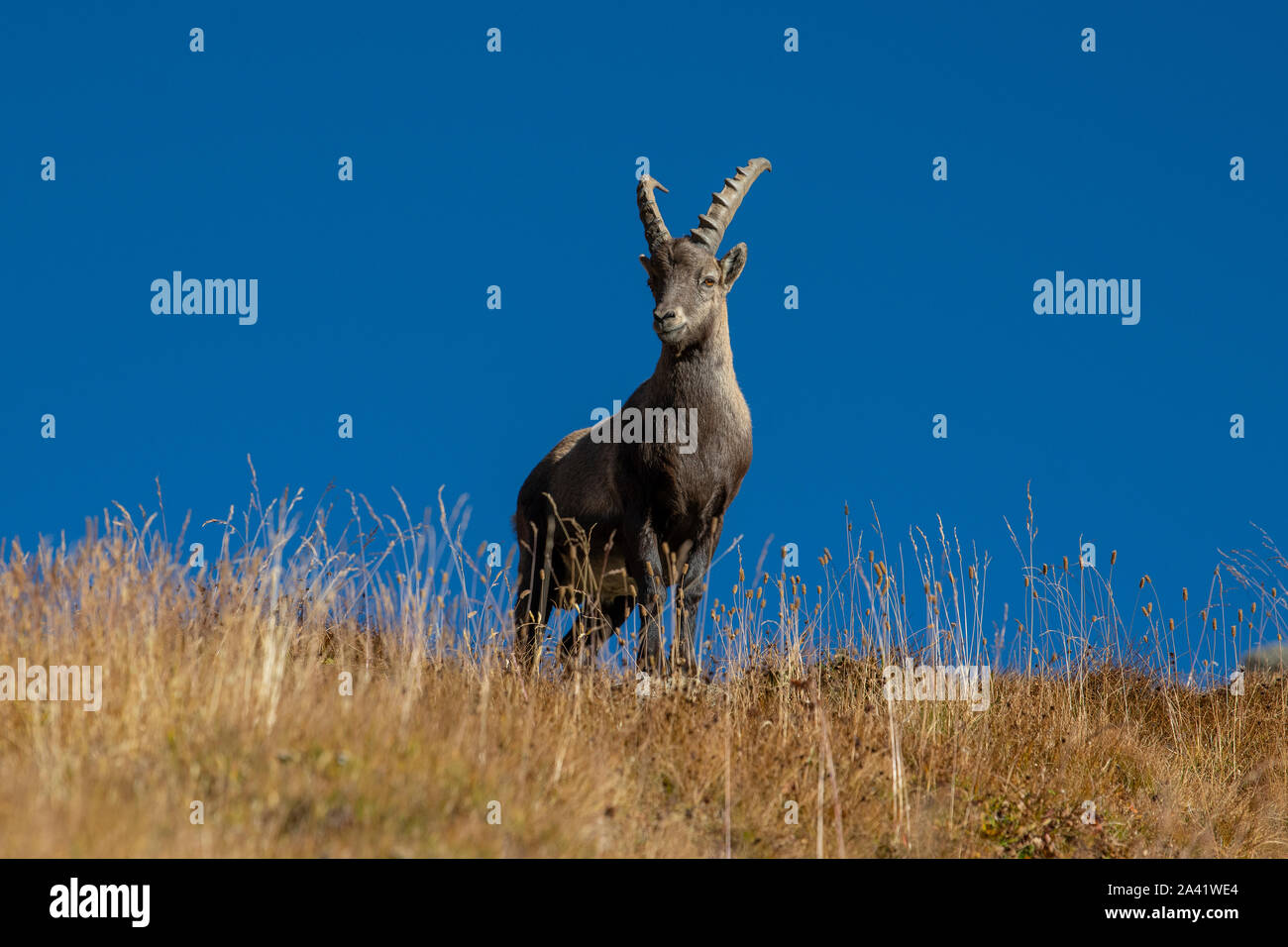 Ein männlicher Bouquetin oder Steinböcke in der Nähe des Col Agnel, einem Pass in den Cottischen Alpen. Stockfoto