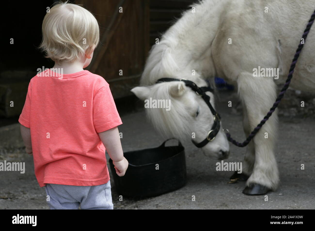 Junge männliche Kleinkind Kind mit weißen Shetland Pony auf stabile Yard Stockfoto