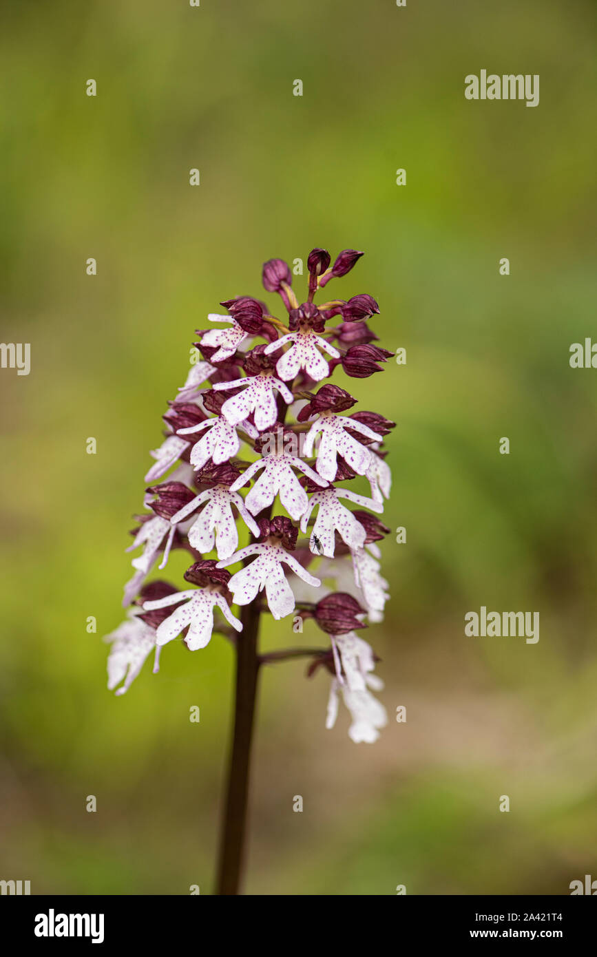 Lady Orchid: Orchis purpurea. Kent, Großbritannien Stockfoto