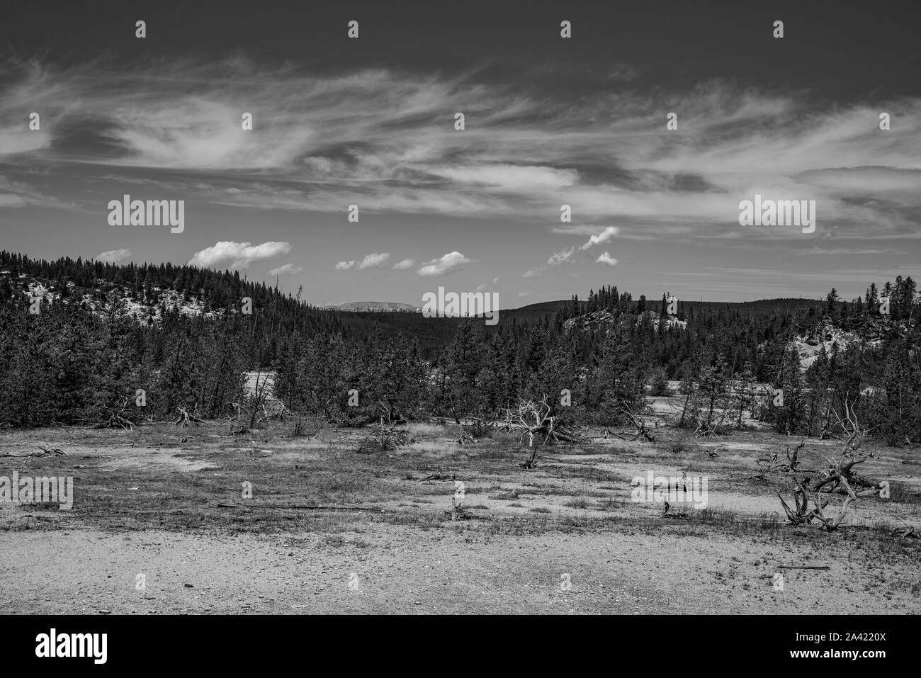 Plain bei Norris Geyser Basin im Yellowstone Stockfoto