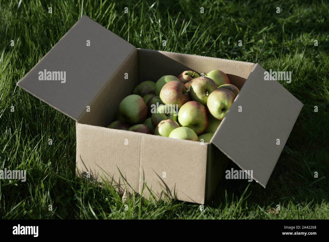 Box mit Frisch geerntete reife Äpfel Stockfoto