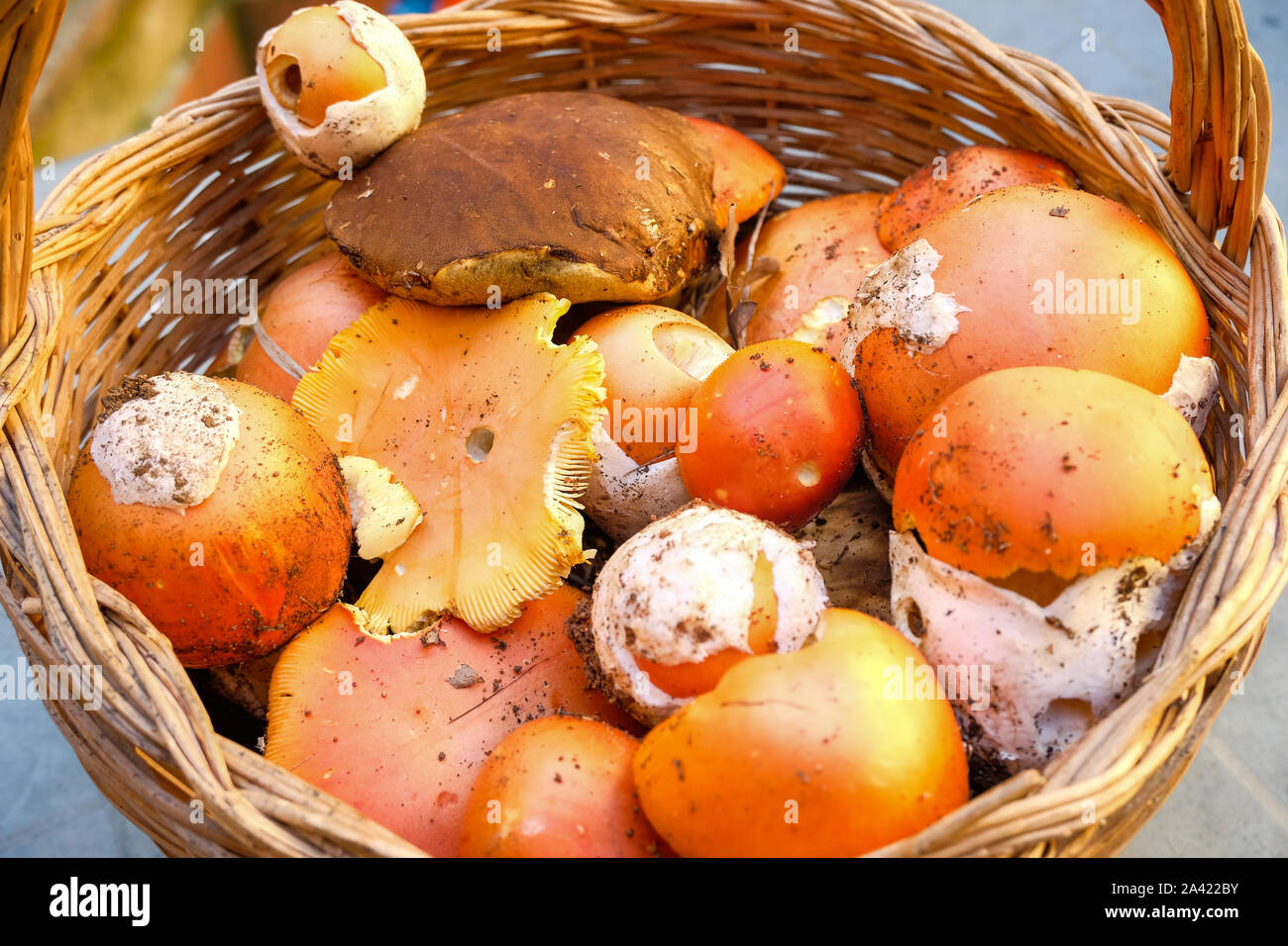 Herbst Pilze Komposition. Boletus edulis Pilze, saisonalen Zutaten Stockfoto