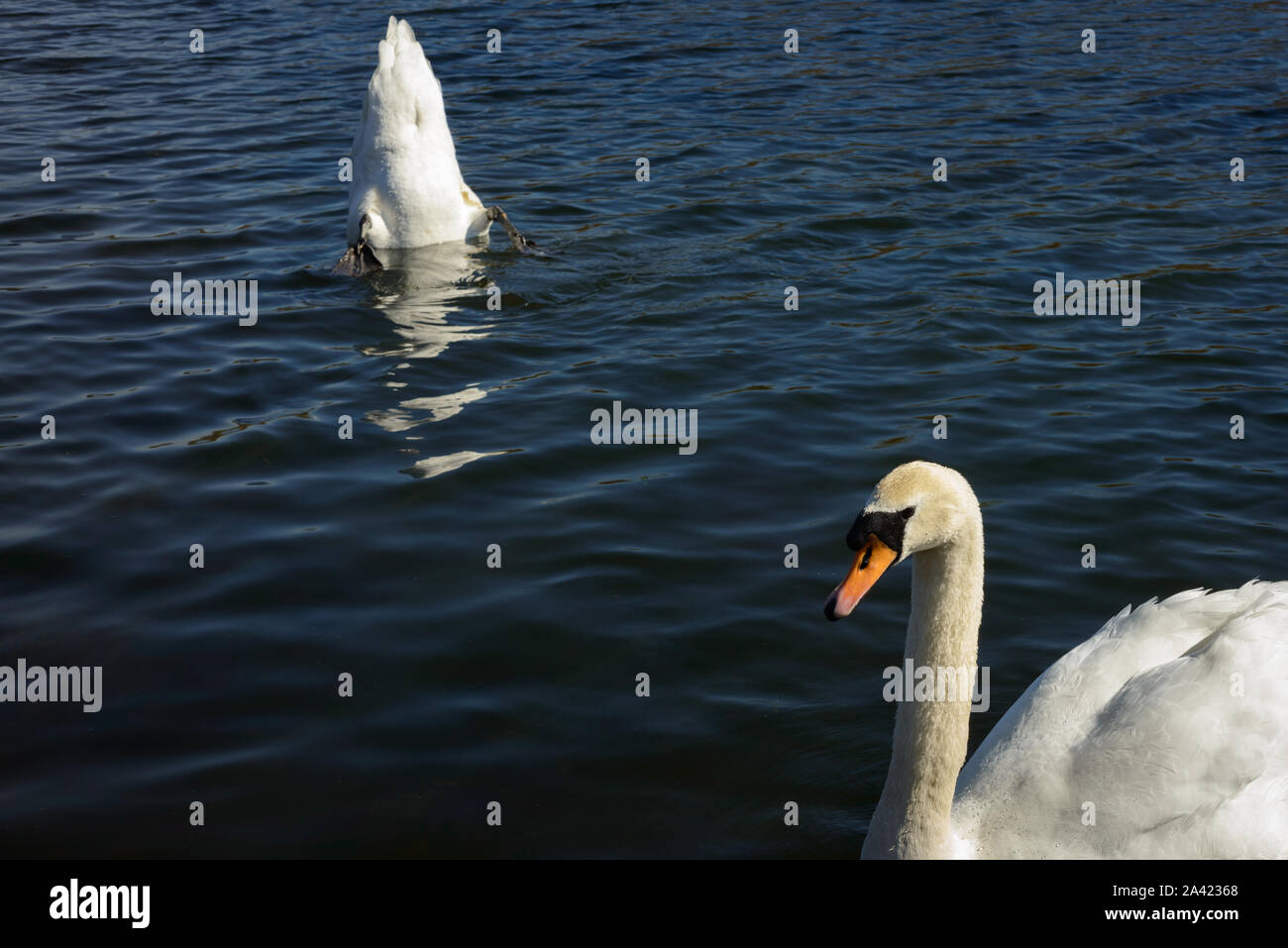 Zwei stumme Schwäne oder Cygnus olor Fjaging für Nahrung im Flachwasser, Killarney National Park, Irland Stockfoto