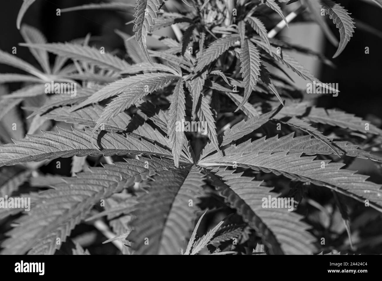 Nahaufnahme Bild der Blätter einer Pflanze von Cannabis sativa Stockfoto