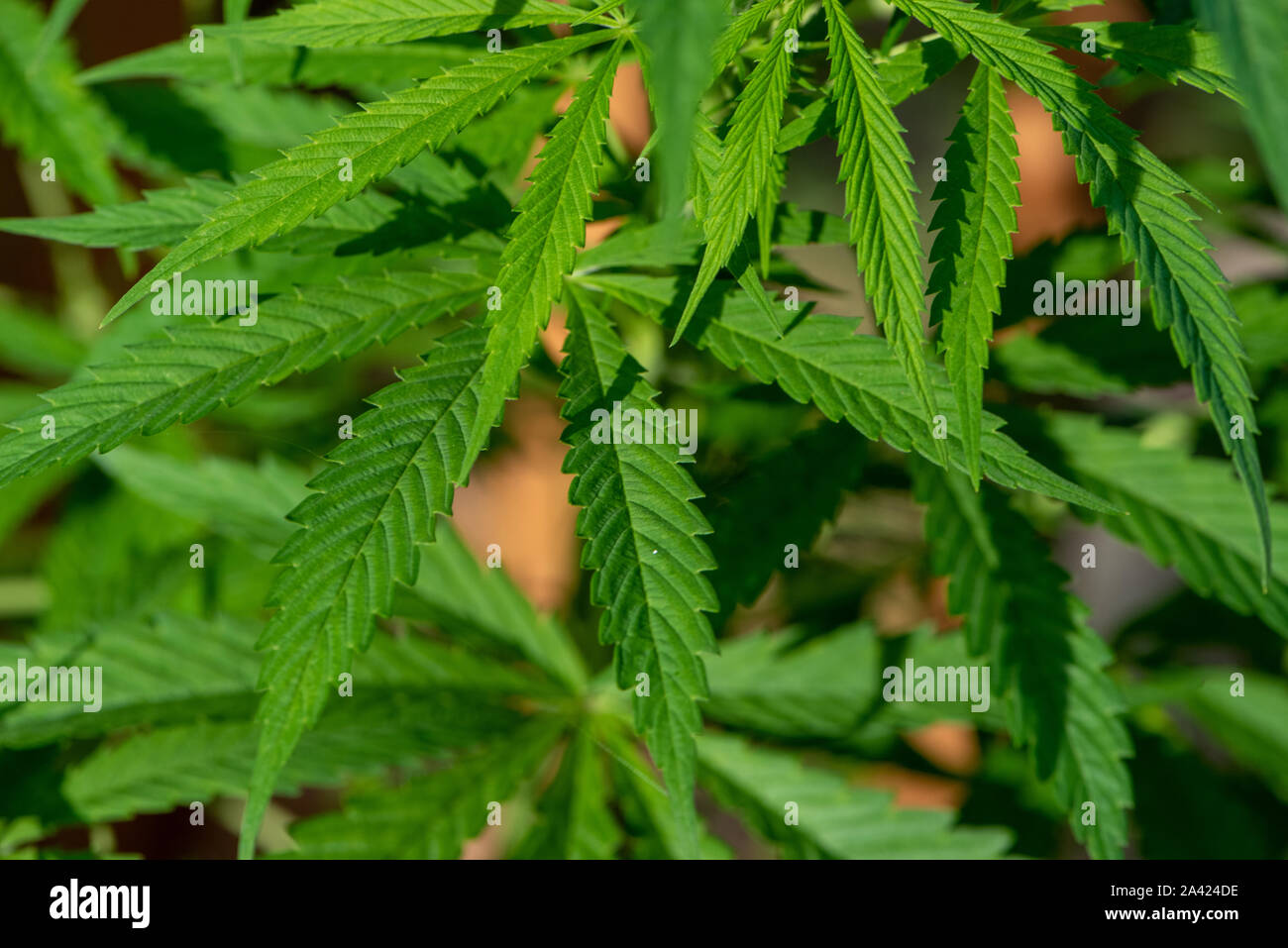 Nahaufnahme Bild der Blätter einer Pflanze von Cannabis sativa Stockfoto