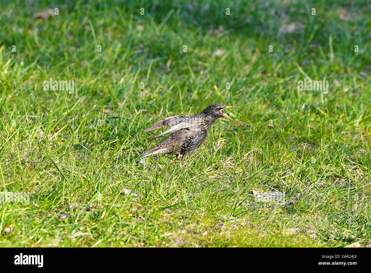 Schreien starling. Geöffnet der Schnabel. den Bund ihrer Verwandten. Schreienden jungen Starling. Starling schreien oder schreien zu Fuß auf Gras Stockfoto