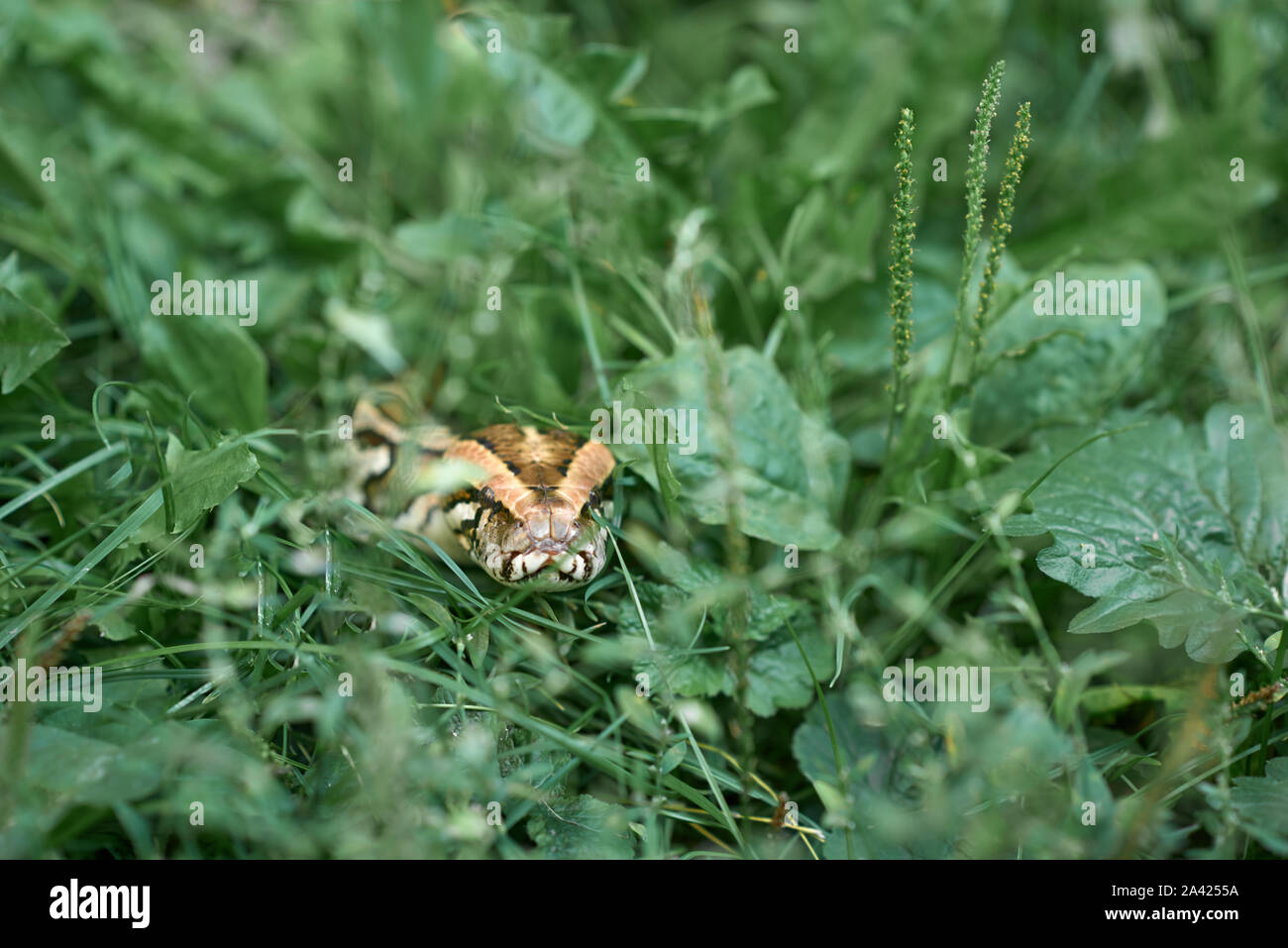 Vorderansicht von gefährlichen, scary snake Kriechen und Krabbeln. Phyton liegen auf grünen Garten. Stockfoto