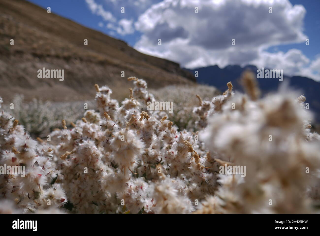 Auf dem Weg in ein Dorf in den Höhenlagen von Lahaul & Spiti, Himachal. Stockfoto