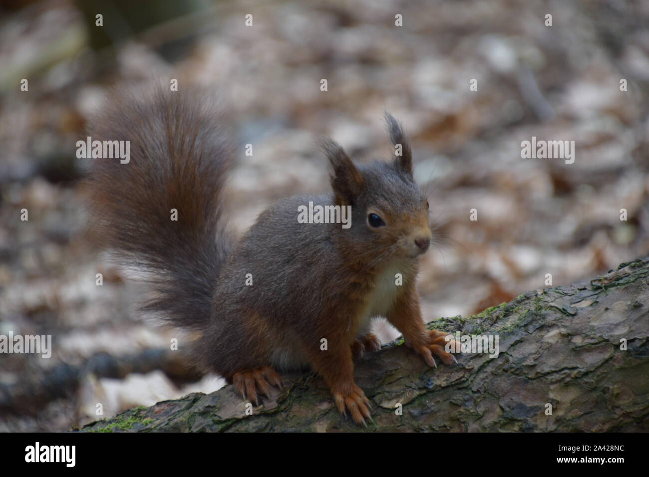 Rote Eichhörnchen in Formby Kiefernholz Merseyside England Stockfoto