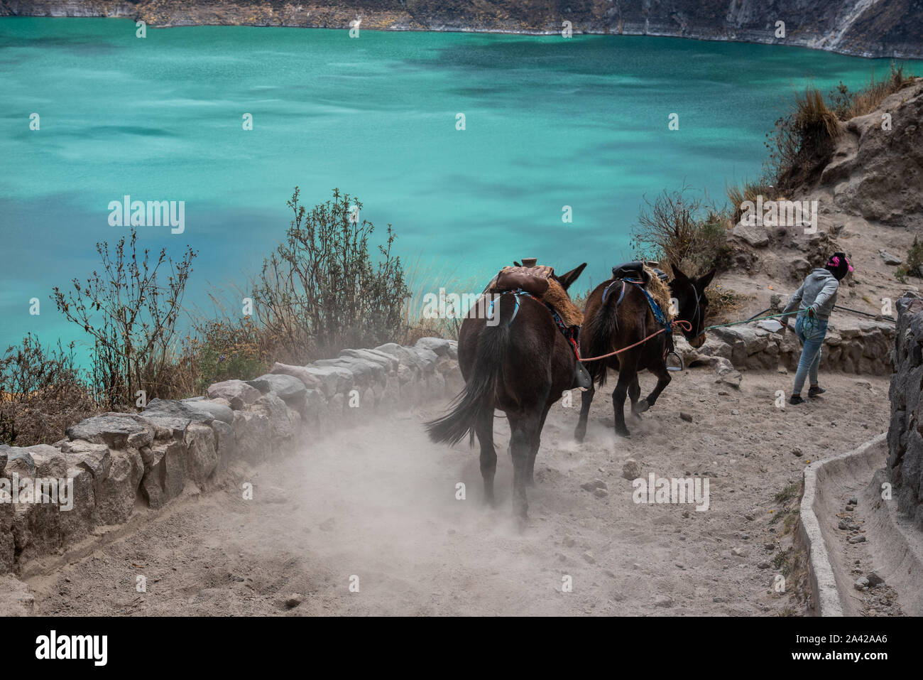 Maultiere in der Quilotoa Vulkans mit Wasser gefüllte Caldera (Ecuador) Stockfoto