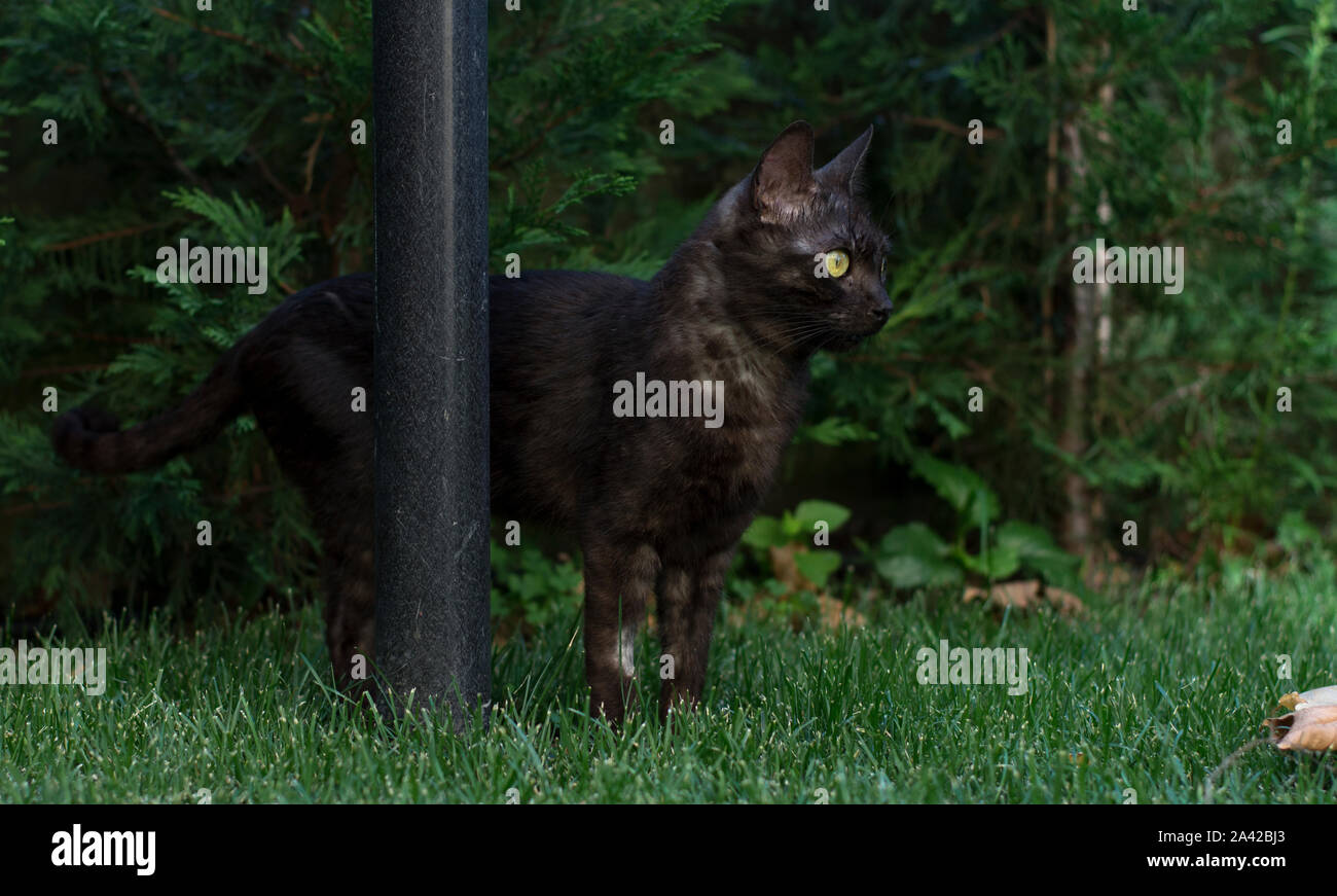 Schwarze Katze im Schwarzwald, neben dem schwarzen Pol Stockfoto