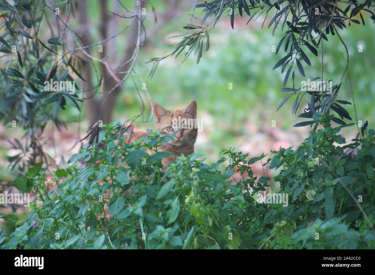 Eine verwilderte Katze von Golden oder orange Farbe sieht aus der Ferne durch das Unterholz und Bäume beschneiden Stockfoto