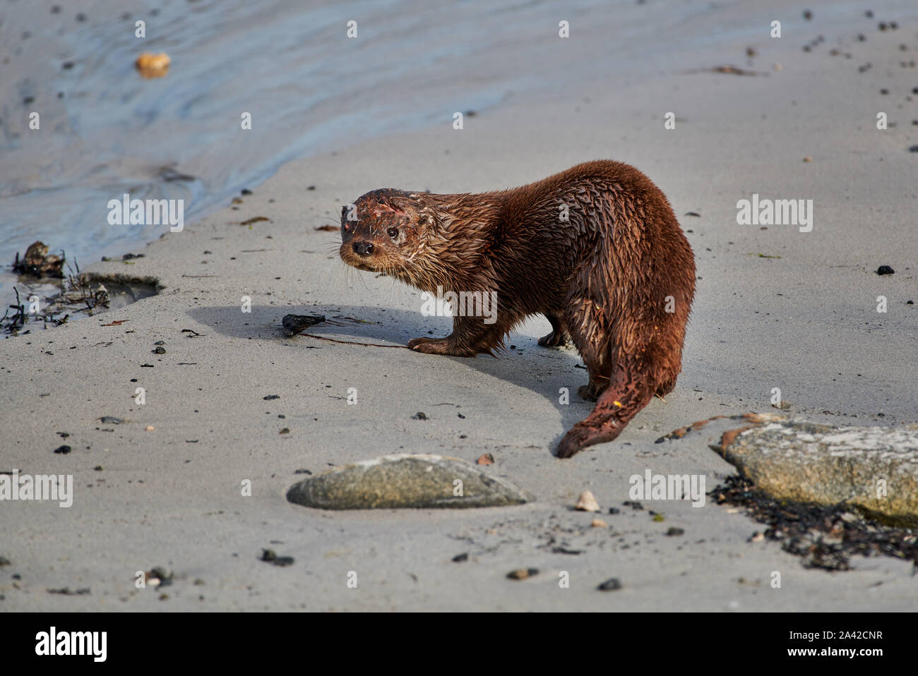 Vom Boot Propeller schwer verletzt Otter, Andenes, Norwegen, Europa Stockfoto