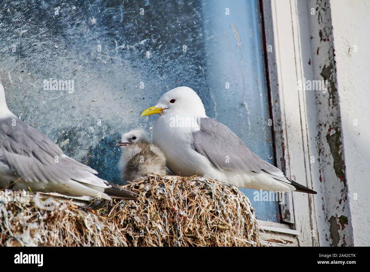 Sturmmöwe (Larus canus) oder das Meer mew mit Küken im Nest auf der Fensterbank, Andenes, Norwegen, Europa Stockfoto