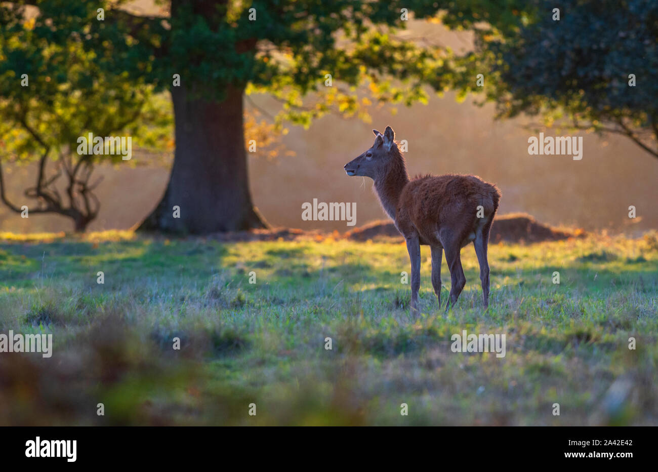 Rotwild männlich (Fawn) - Cervus elaphus bei Sonnenuntergang während der Brunft. Stockfoto