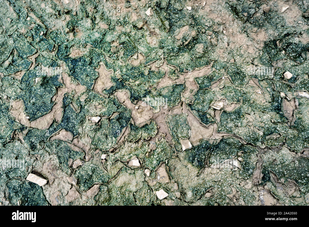 Schleimige Algen in einer Pfütze Stockfoto