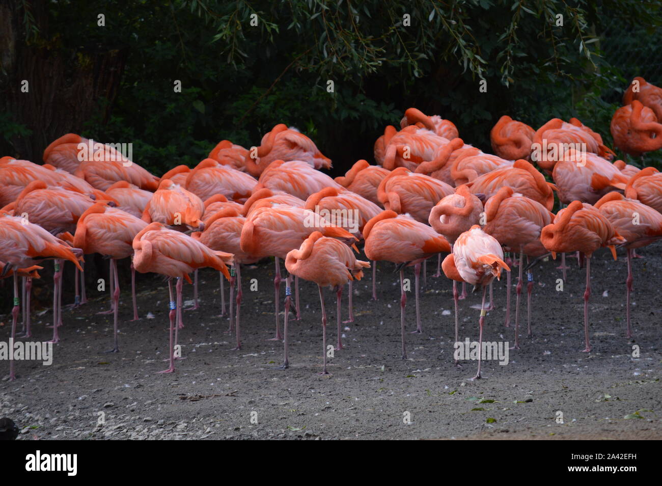 Herde von Flamingo im Zoo Stockfoto