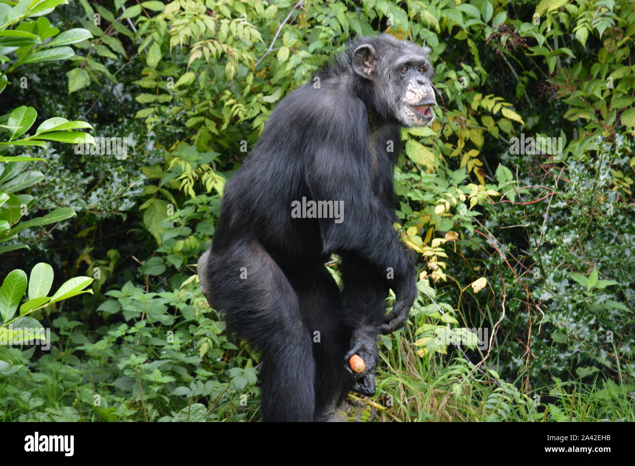 Western Schimpansen im Zoo von Chester Stockfoto