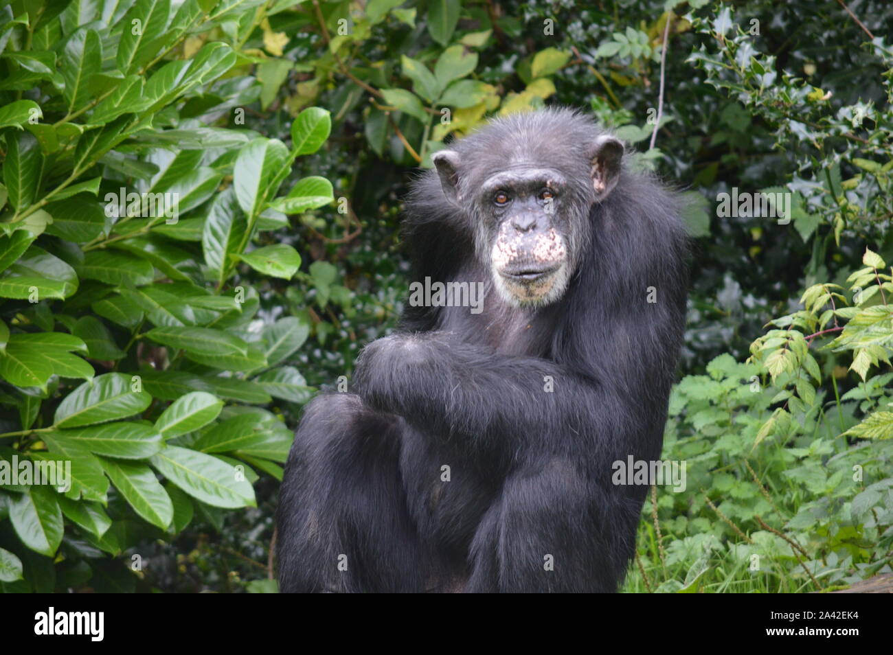 Ein Anstarren westlichen Schimpansen Stockfoto