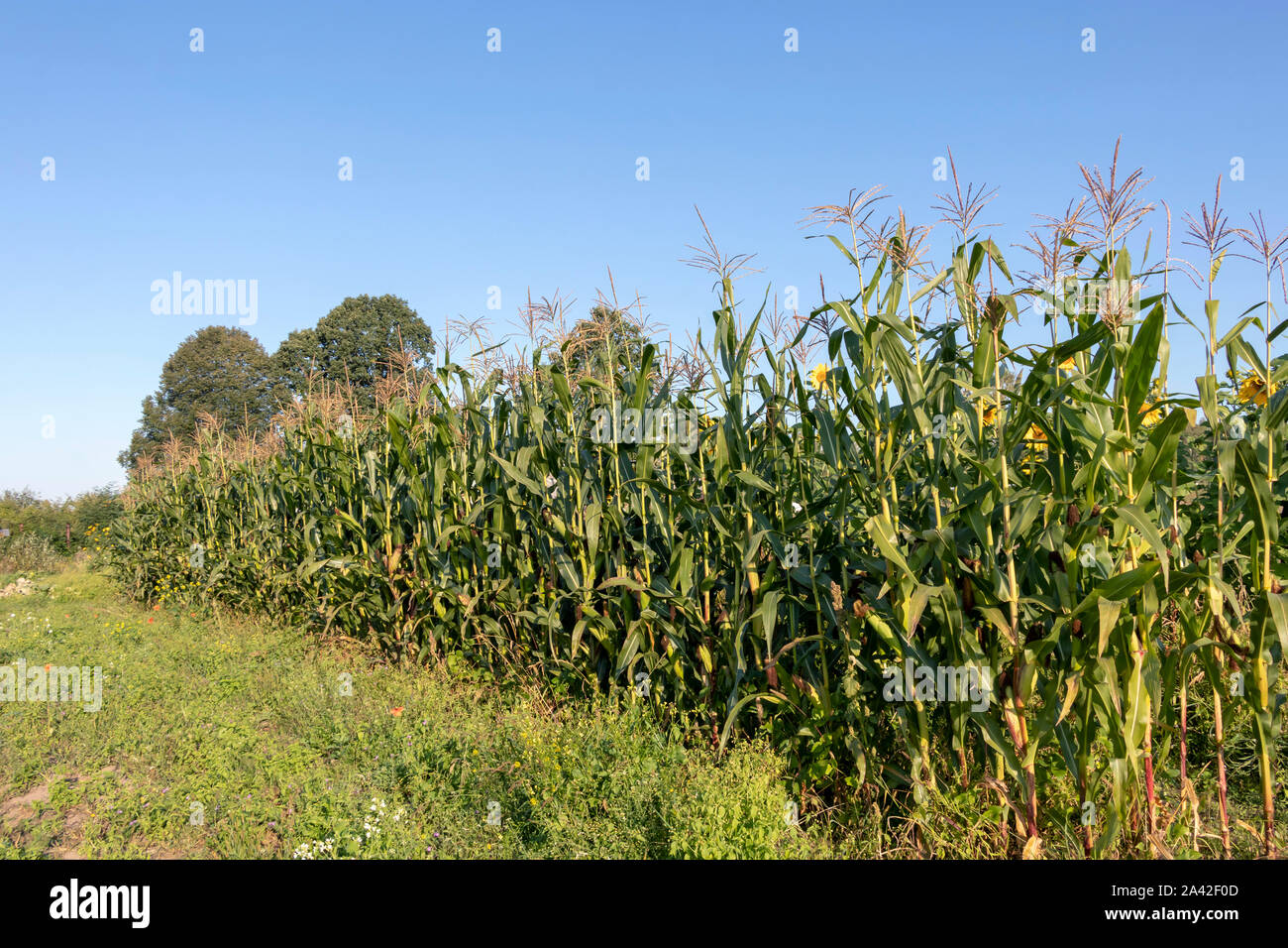 Gemüsegarten, Landwirtschaft mit Permakultur Garten Grundsätze auf europäischer Landschaft Bauernhof mit sunrise Licht Stockfoto