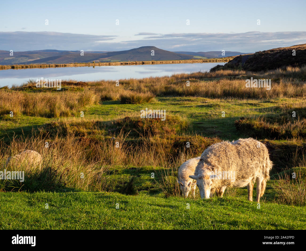 Schafe auf Gras durch die Tierhalter See in Brecon Beacons, Wales UK an einem sonnigen Morgen Stockfoto