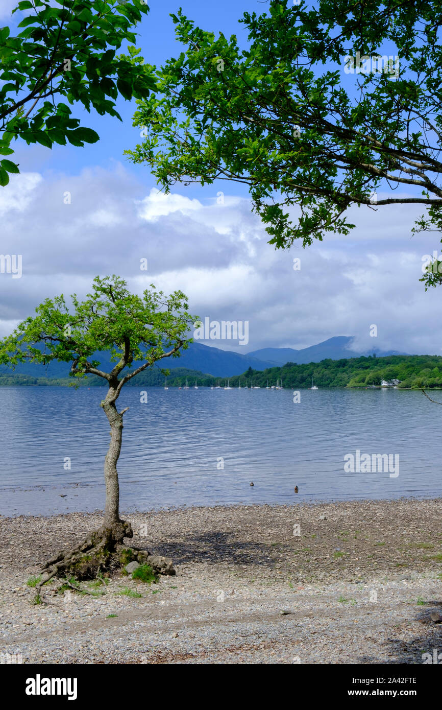 Einsamer baum Milarrochy Bucht Loch Lomond West Dunbartonshire Argyll und Bute Stirling Schottland Stockfoto