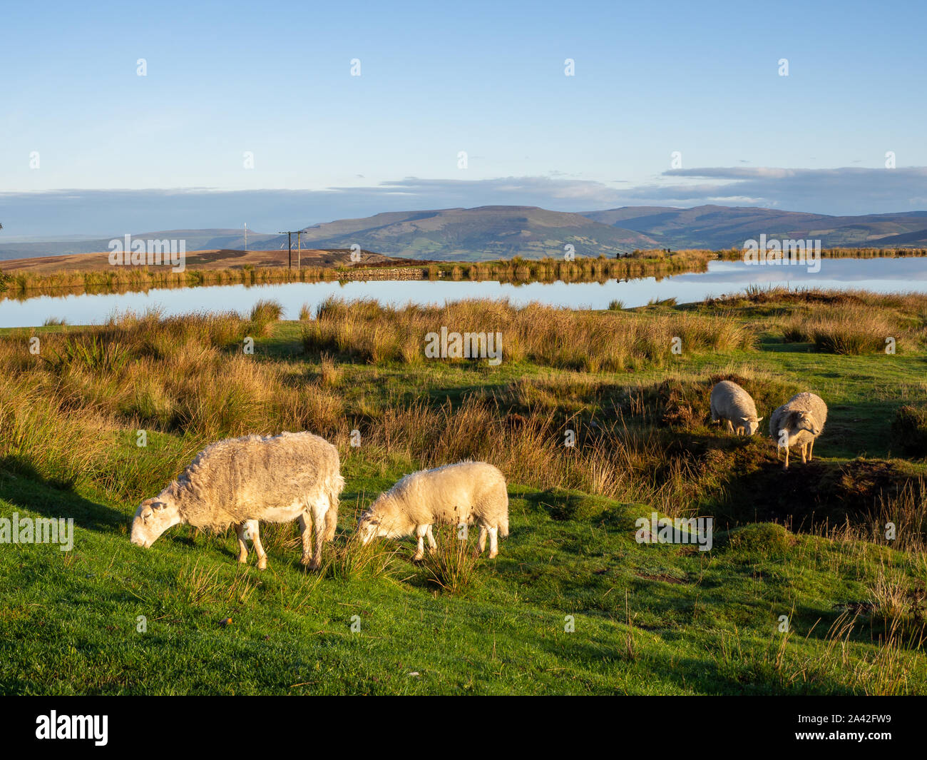 Schafe auf Gras durch die Tierhalter See in Brecon Beacons, Wales UK an einem sonnigen Morgen Stockfoto