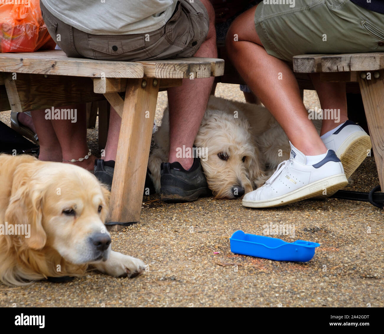 Hunde geduldig warten, während ihre Besitzer Essen und Trinken. Stockfoto