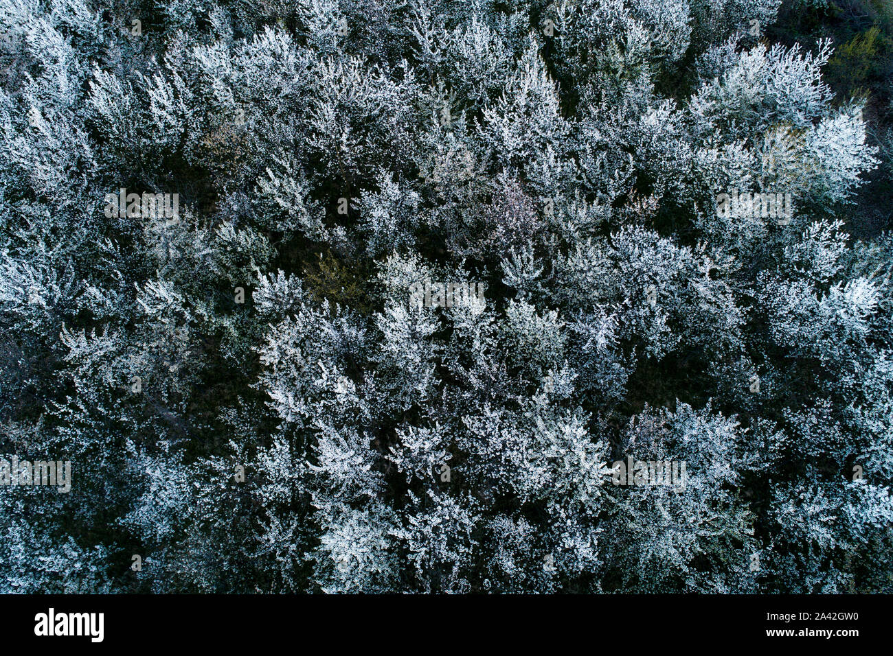 Luftaufnahme der blühenden Kirschbäume am Abend. Fliegen über Obstgarten. Hintergrund der Bäume mit weissen Blumen von oben gesehen. Stockfoto