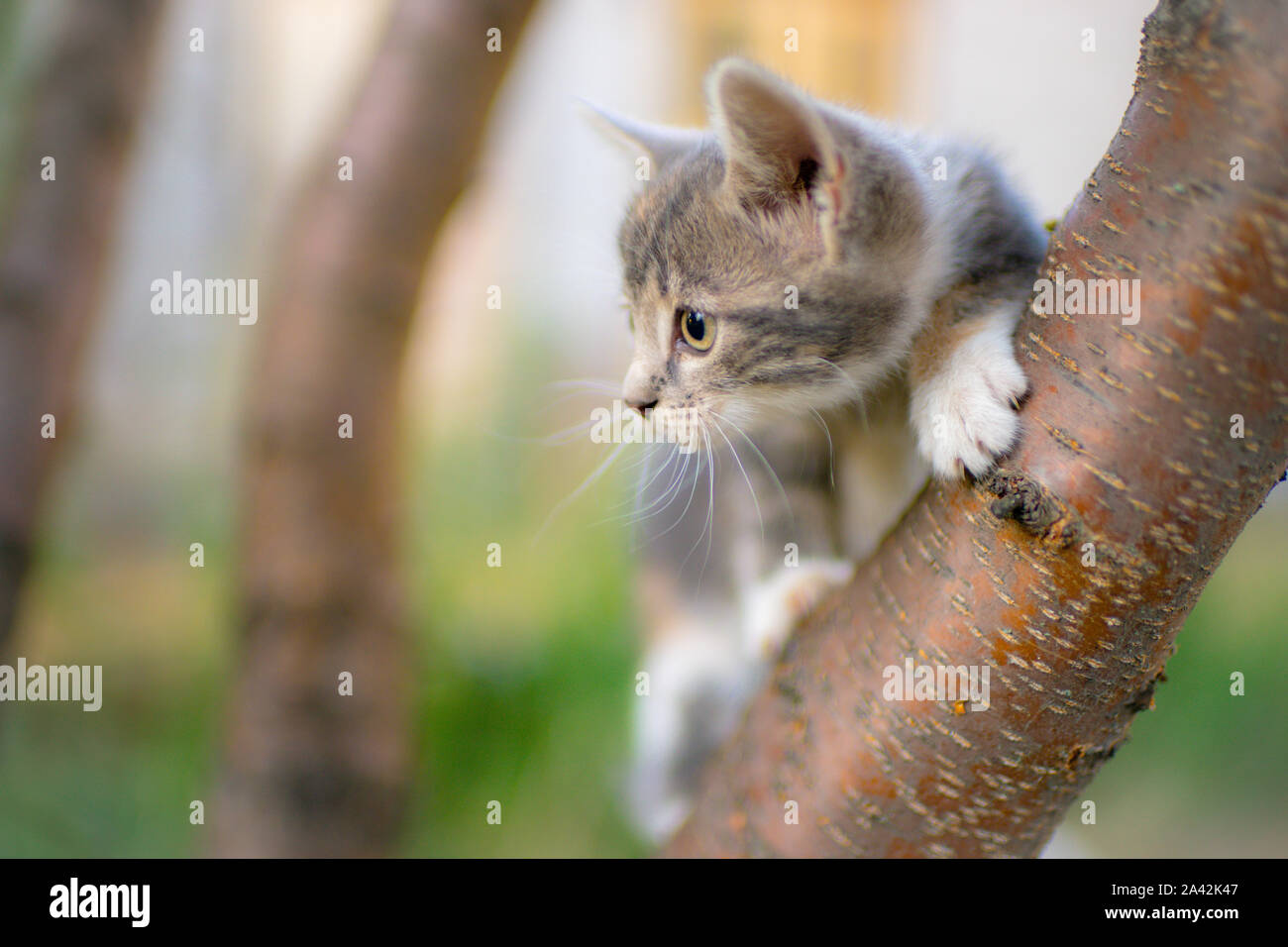 Graue Katze sitzt auf einem Baum und jagt. Stockfoto