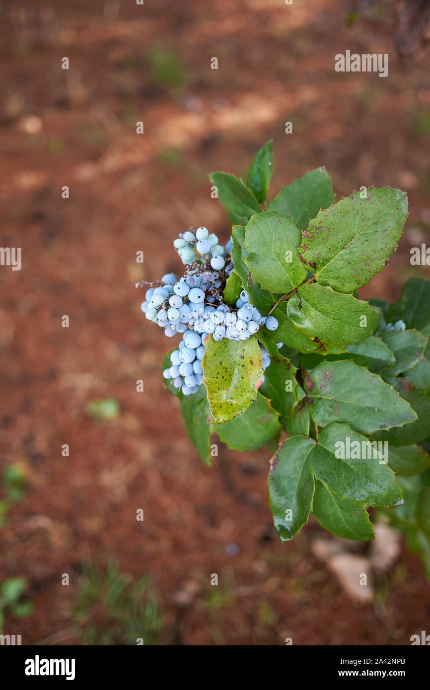 Blaue Beeren von Mahonia Stechpalme auf einem weien isolierten Hintergrund  Stockfotografie - Alamy