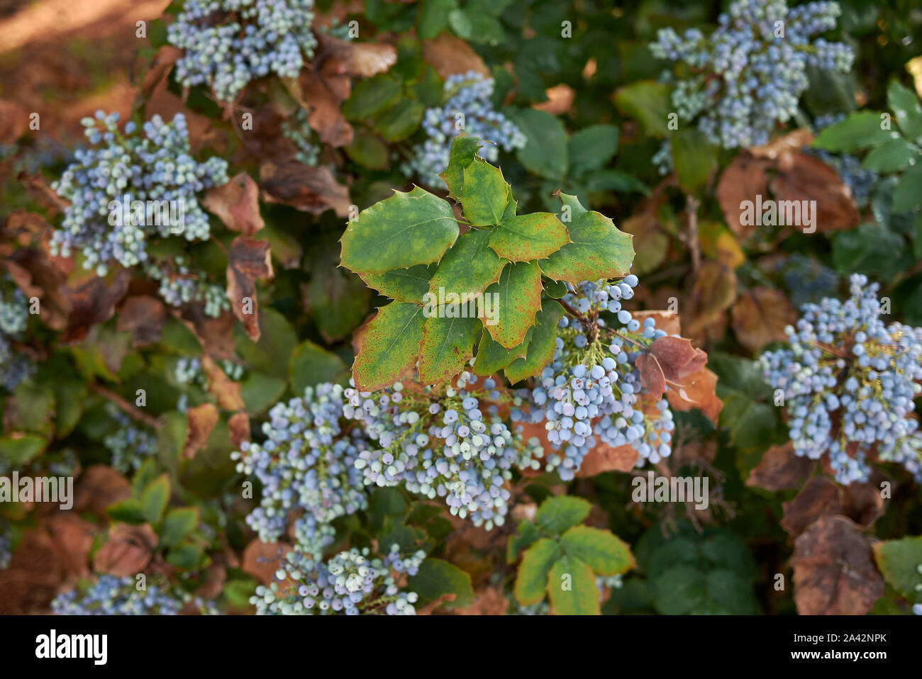 Blaue Beeren Mahonia aquifolium immergrüne Strauch Stockfoto