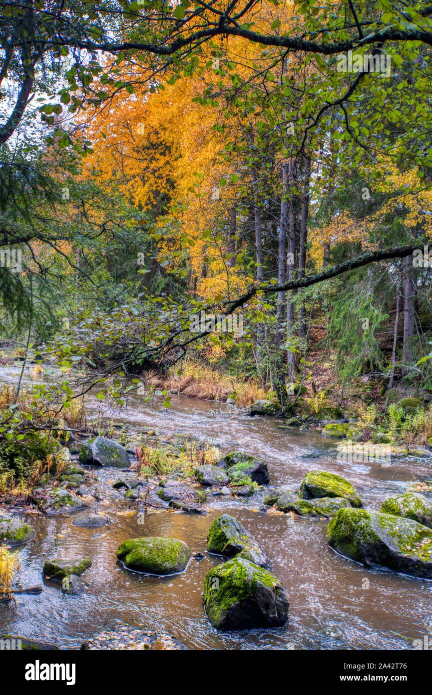 Moos bedeckt Felsbrocken in einem Wald stream, Zentral-Finnland Stockfoto
