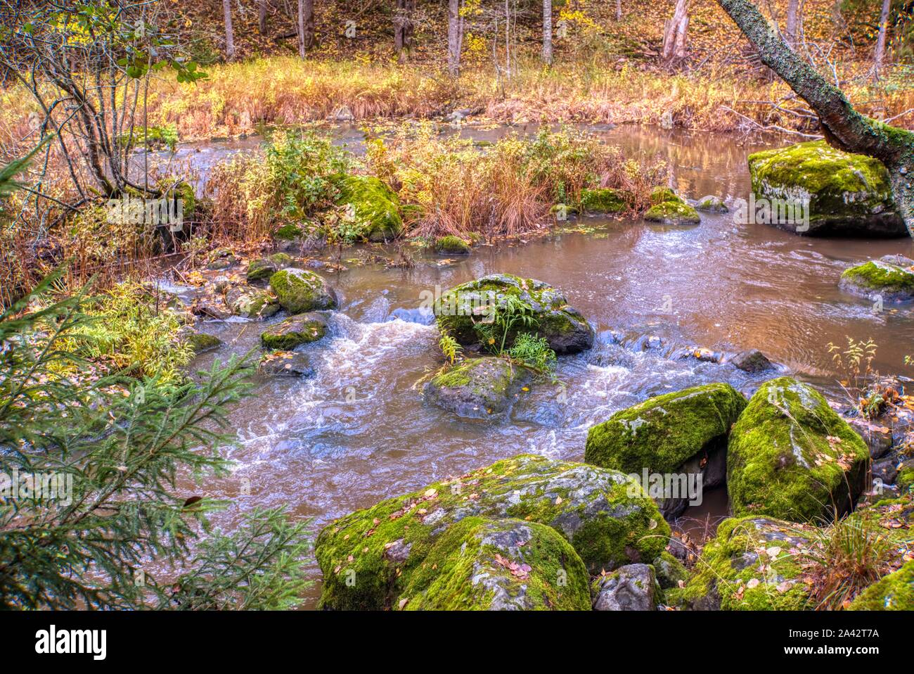 Moos bedeckt Felsbrocken in einem Wald stream, Zentral-Finnland Stockfoto