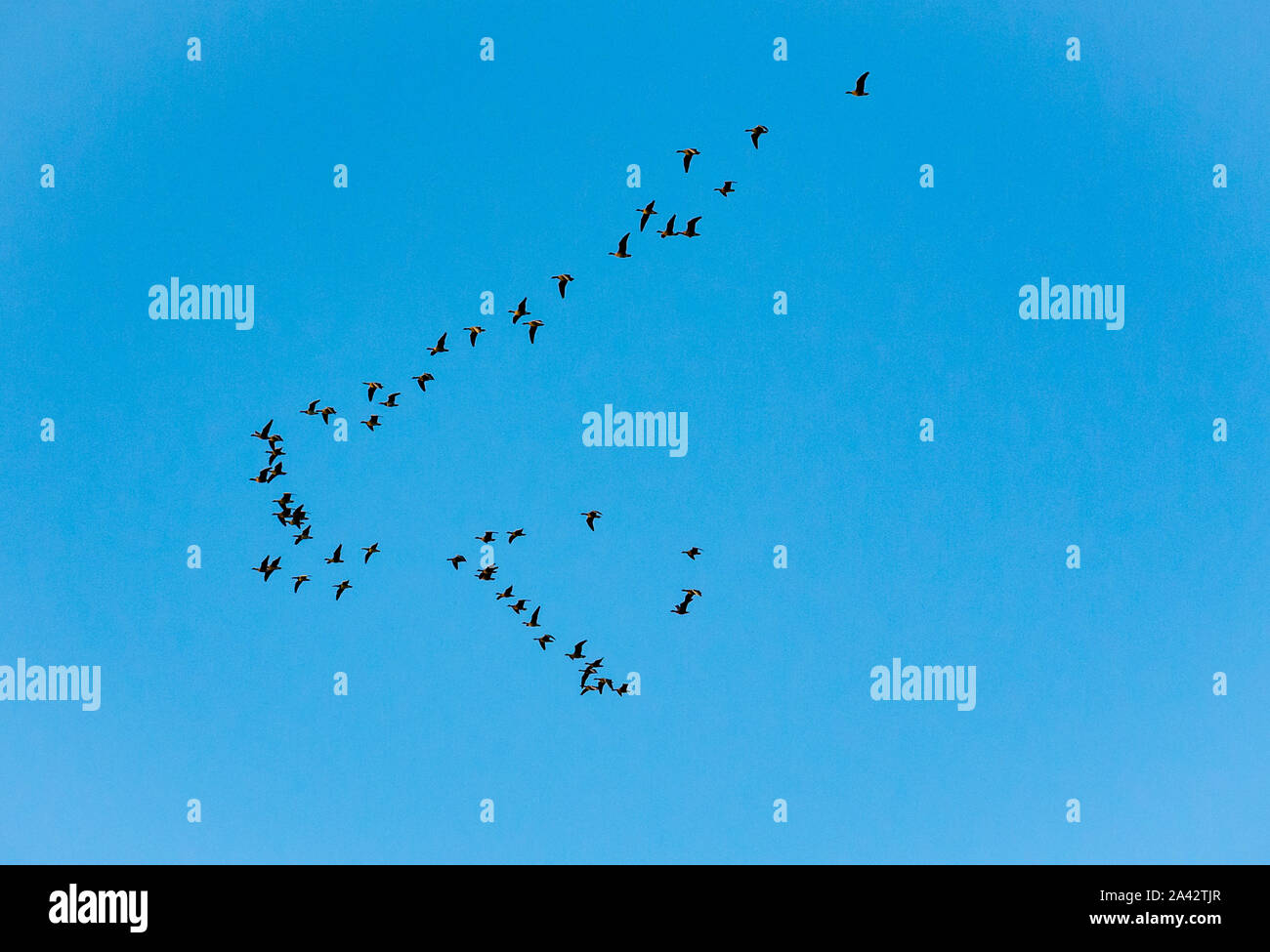 Aberlady Nature Reserve, East Lothian, Schottland, Vereinigtes Königreich, 11. Oktober 2019. Ein V-Formation von pink-Gänse fliegen gegen den blauen Himmel in der Dämmerung Stockfoto