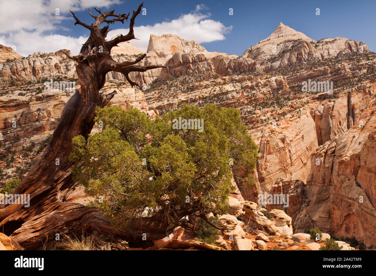 Knorrigen Baum in eine surreale Landschaft, Capitol Reef National Park, Utah Stockfoto