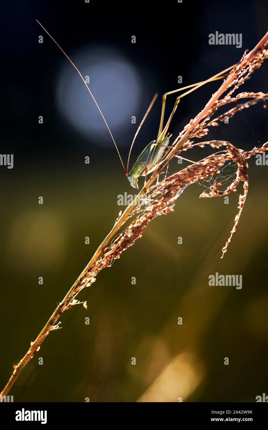 Die bush Kricket auf dem Gras Stockfoto