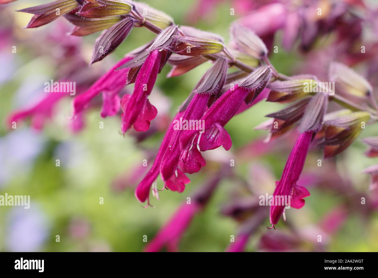 Salvia 'Liebe und Wünsche' aromatischer Salbei angezeigte charakteristischen tiefen magenta Blumen in einem Garten Grenze - September. Großbritannien Stockfoto