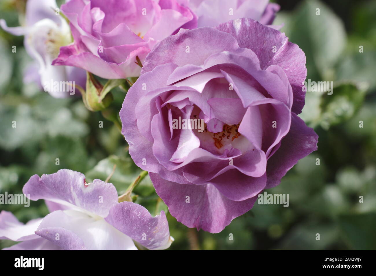 Rosa 'Blue für Sie 'Floribunda rose Anzeigen charakteristischen blau-violetten Blüten. Hauptversammlung Stockfoto