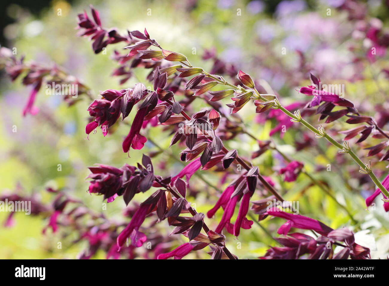 Salvia 'Liebe und Wünsche' aromatischer Salbei angezeigte charakteristischen tiefen magenta Blumen in einem Garten Grenze - September. Großbritannien Stockfoto