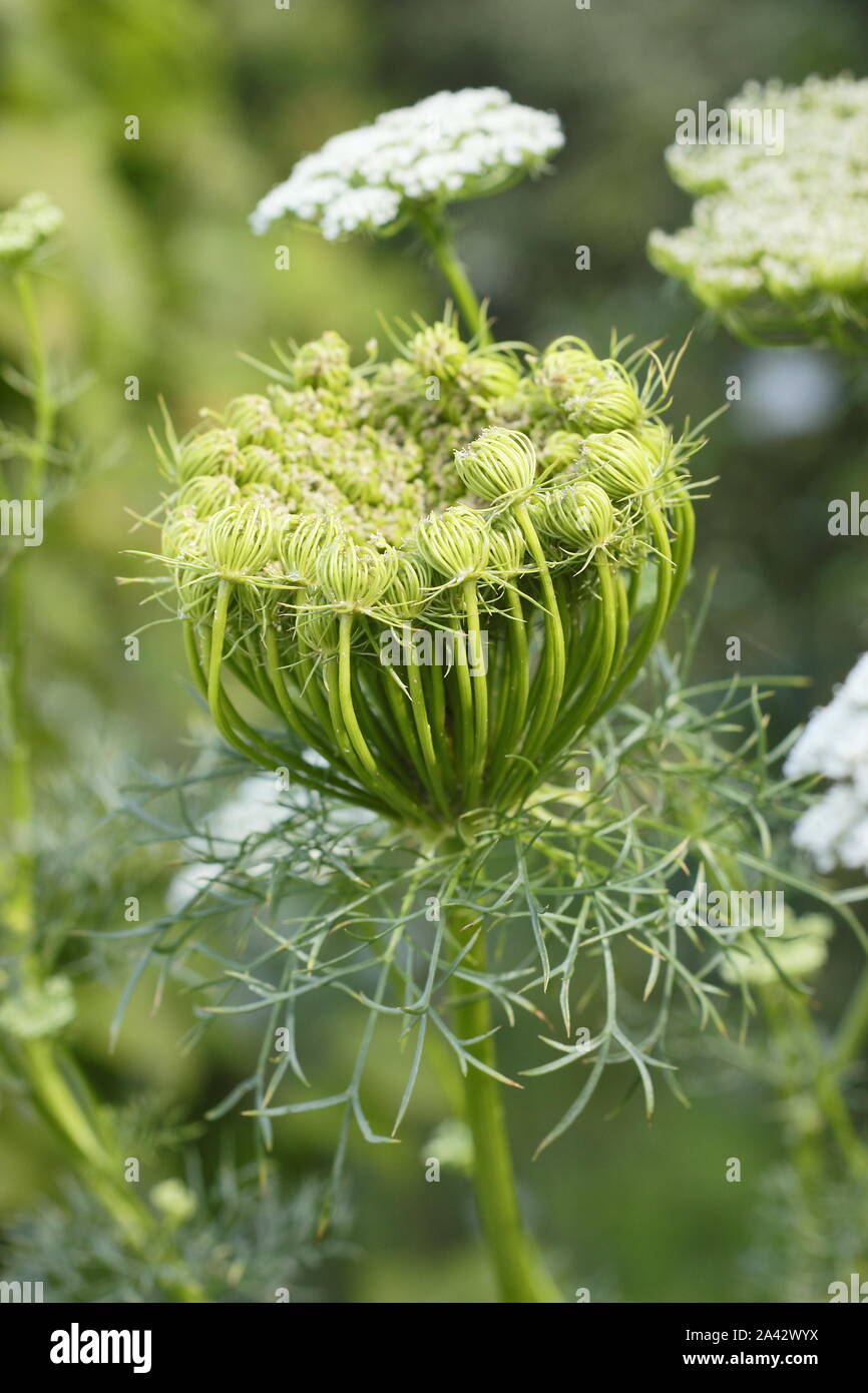 Ammi Visnaga'' Blüte entfaltet in einer späten Sommer Garten Grenze. Auch Zahn pick Anlage oder Bishop's Weed genannt. Stockfoto