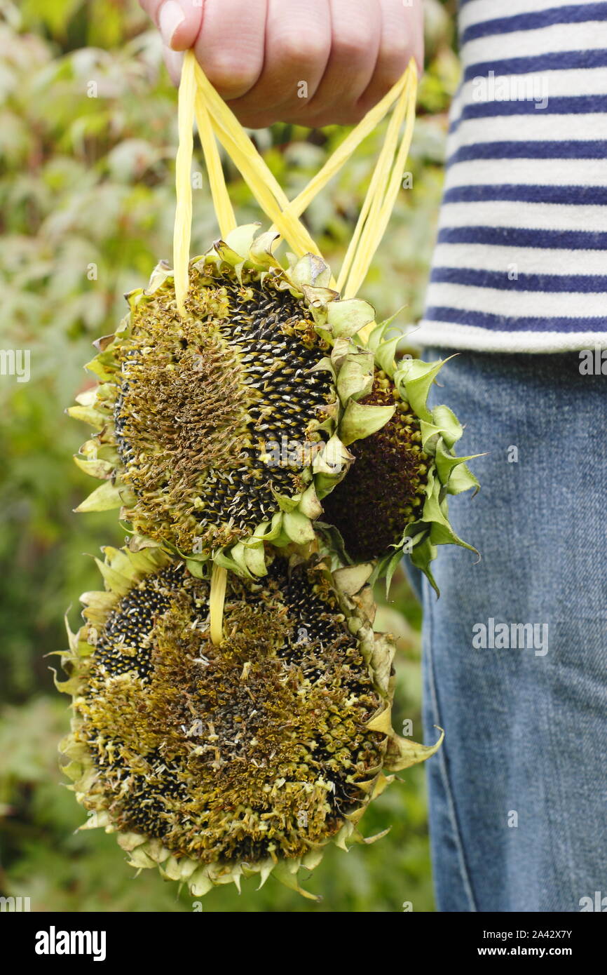 Helianthus annuus. Der Mensch trägt Sonnenblumenkerne Köpfe mit Band mit Gewinde für Vögel zu geniesst die Samen zu hängen Stockfoto