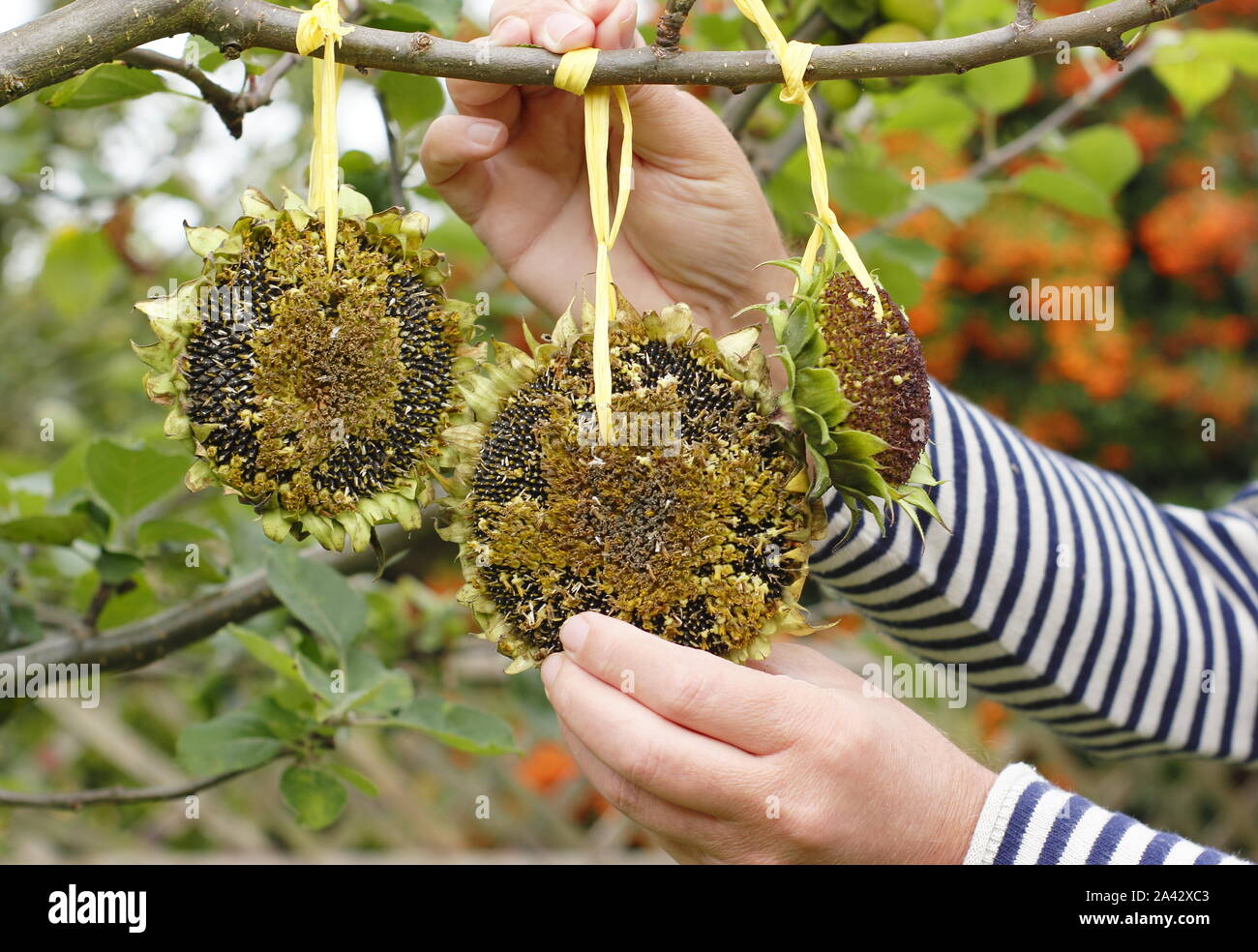 Helianthus annuus. Sonnenblumenkerne Köpfe mit Band Gewinde dekorative Futterhäuschen im häuslichen Garten im Frühherbst zu bilden, Großbritannien Stockfoto