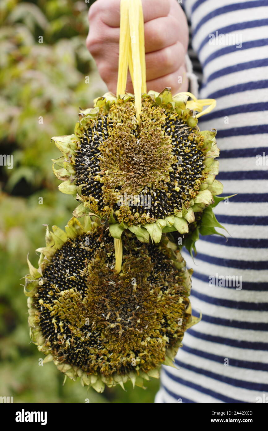 Helianthus annuus. Der Mensch trägt Sonnenblumenkerne Köpfe mit Band mit Gewinde für Vögel zu geniesst die Samen zu hängen Stockfoto