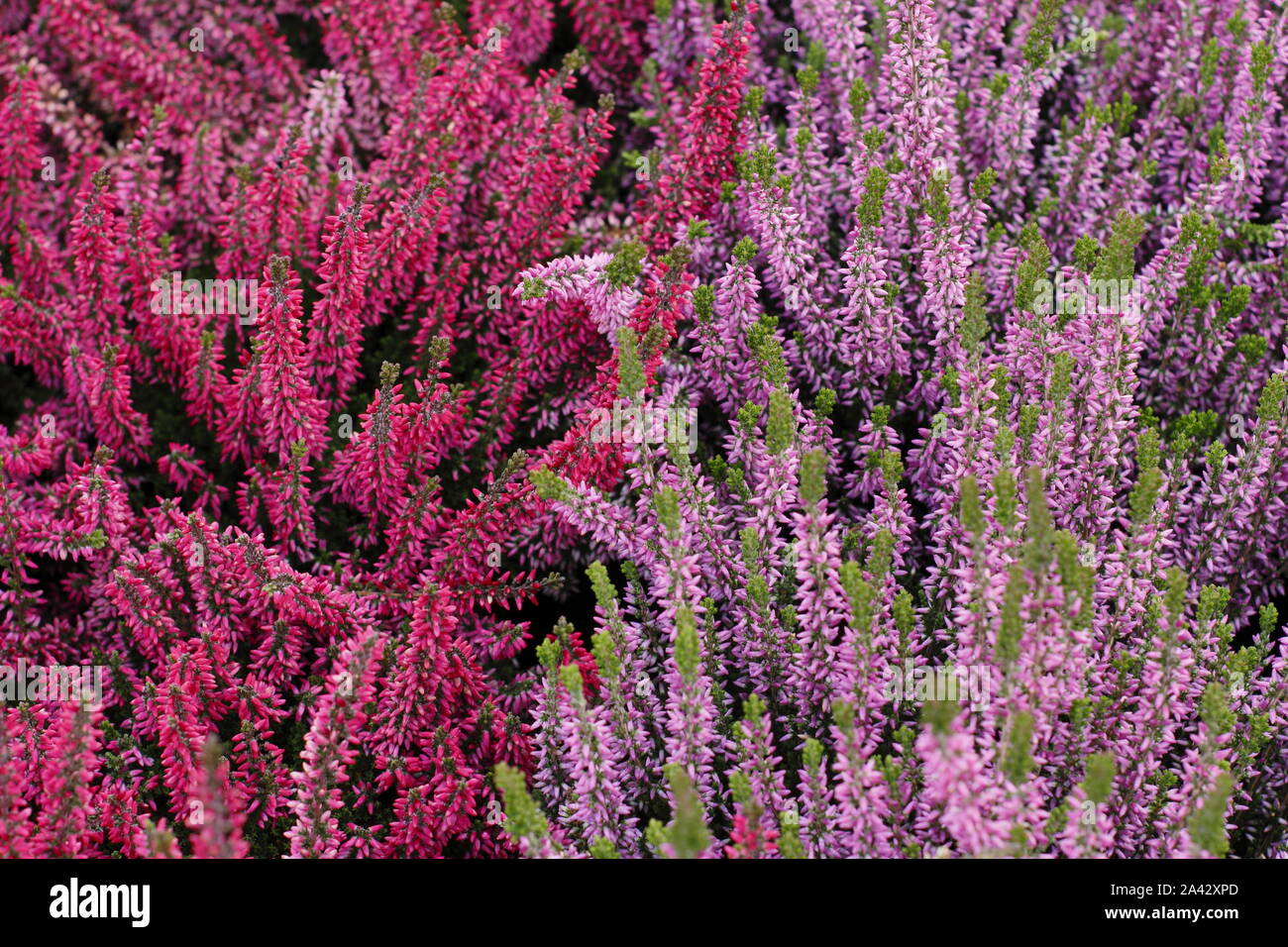 Calluna vulgaris. Winterblüher kultiviert Heather Pflanzen für Auswirkungen im Oktober gruppiert. Großbritannien Stockfoto