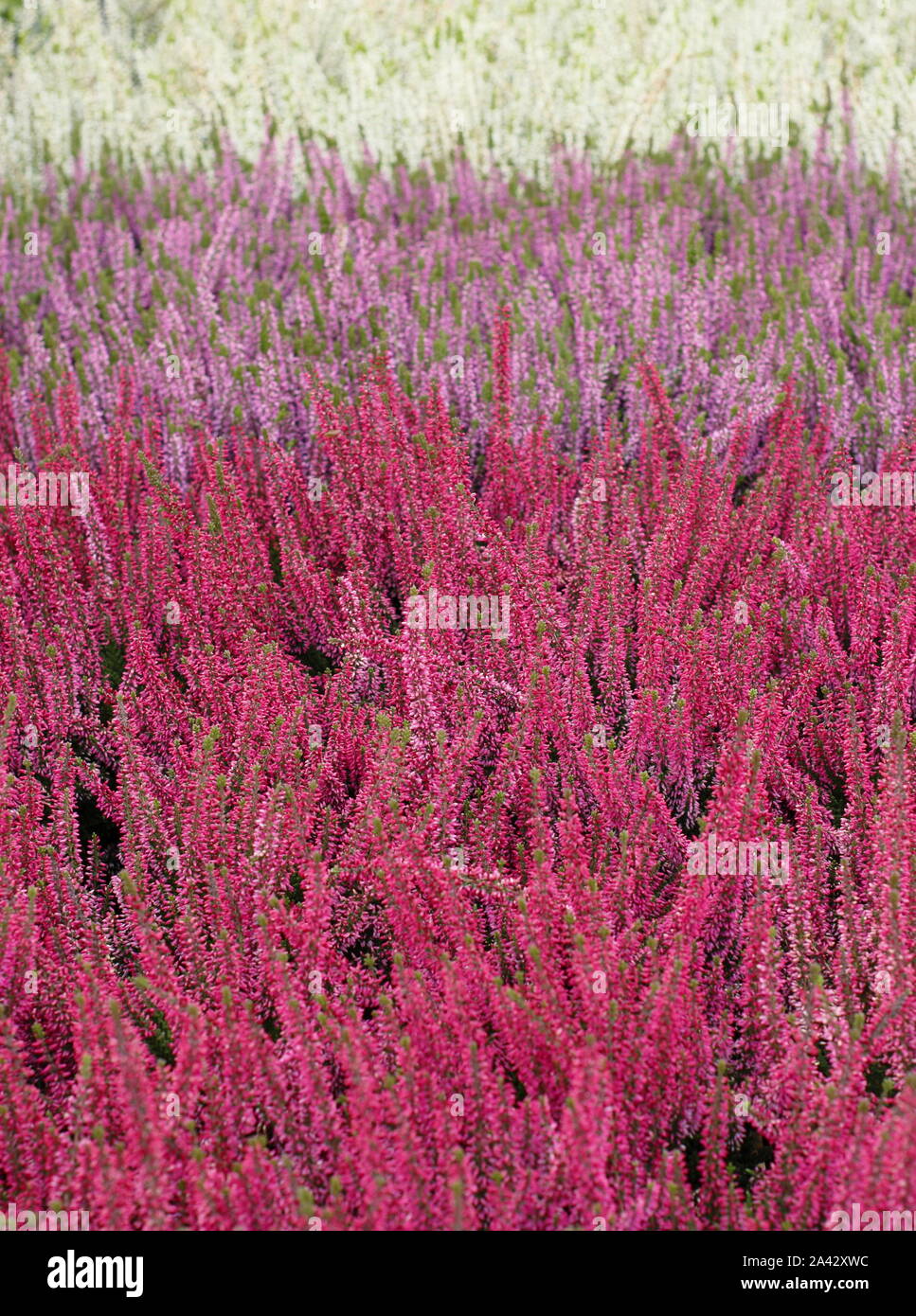 Calluna vulgaris. Winterblüher kultiviert Heather Pflanzen für Auswirkungen im Oktober gruppiert. Großbritannien Stockfoto