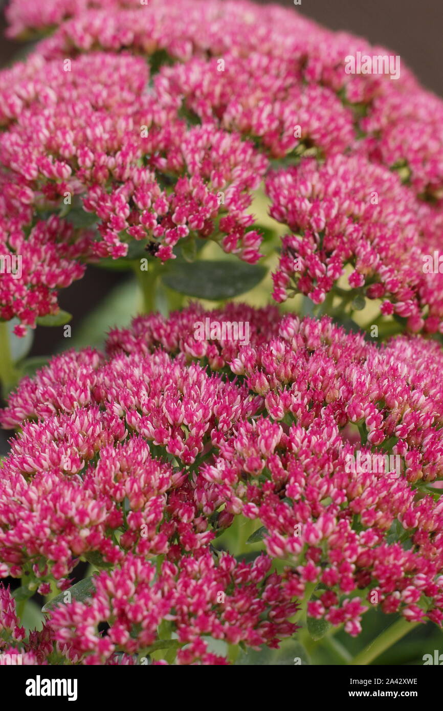 Sedum 'Herbst Freude' anzeigen Merkmal tief rosa Blüten im Herbst. UK. Hauptversammlung Stockfoto