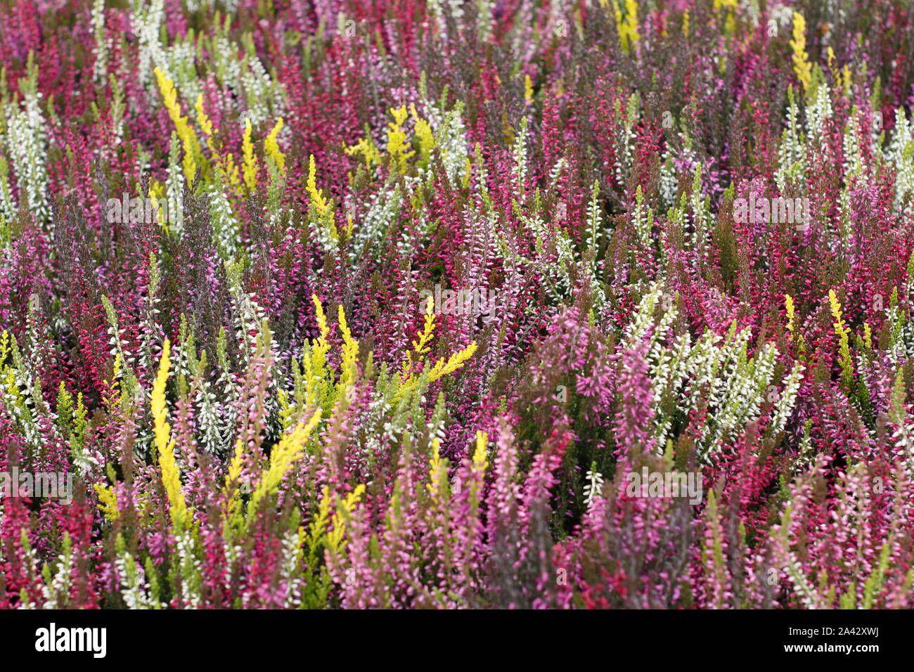 Calluna vulgaris. Bunte kultiviert Heathers im Oktober. Großbritannien Stockfoto